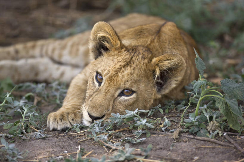 无人,躺,横图,室外,哺乳动物,野生动物,狮子,非洲,坦桑尼亚,动物,休息,放松,摄影,观看,国家公园,幼兽,凶猛,机敏,残暴,凶残,彩图