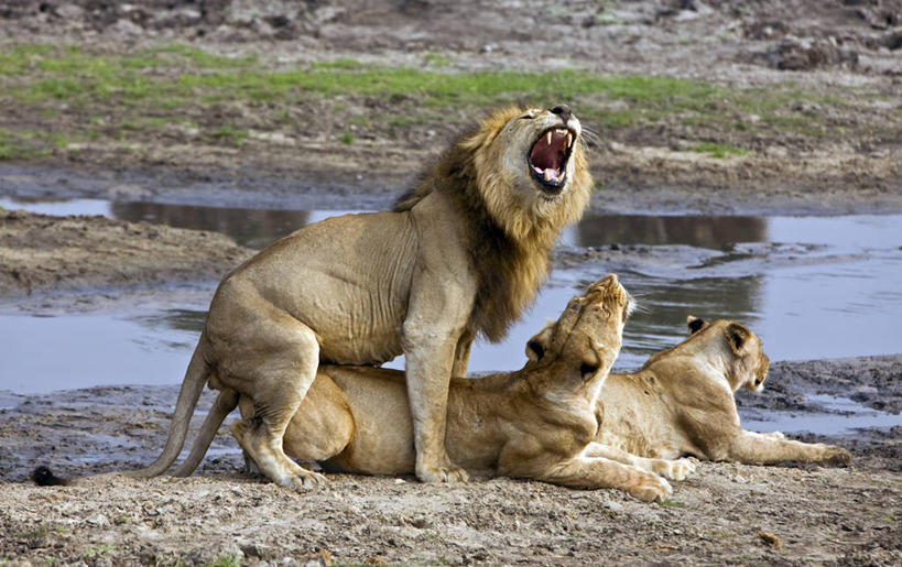 无人,横图,室外,野生动物,狮子,非洲,坦桑尼亚,咆哮,雌狮,捕食,动物,摄影,考古学,国家公园,交配,鬃毛,彩图,动物行为