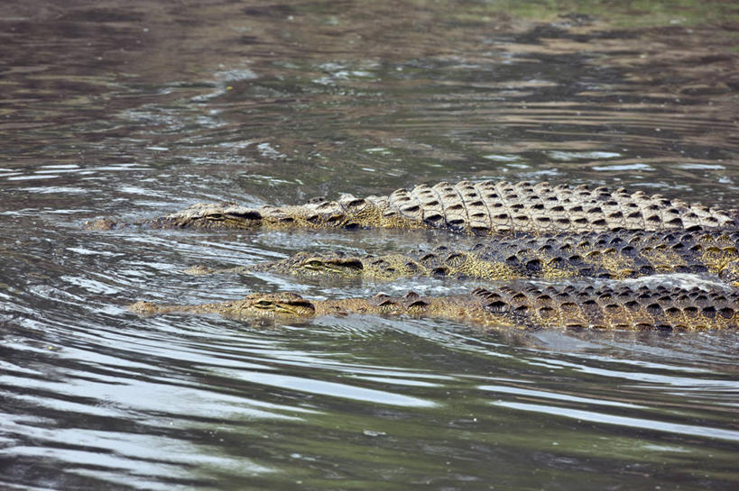 无人,躺,横图,室外,河流,鳄鱼,野生动物,非洲,坦桑尼亚,捕食,动物,打开,摄影,国家公园,开启,尼罗鳄,危险,彩图,动物行为