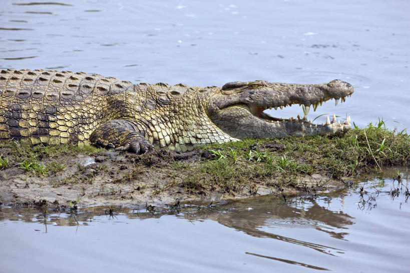 无人,躺,横图,室外,河流,鳄鱼,野生动物,非洲,坦桑尼亚,捕食,动物,打开,摄影,国家公园,开启,尼罗鳄,危险,彩图,动物行为