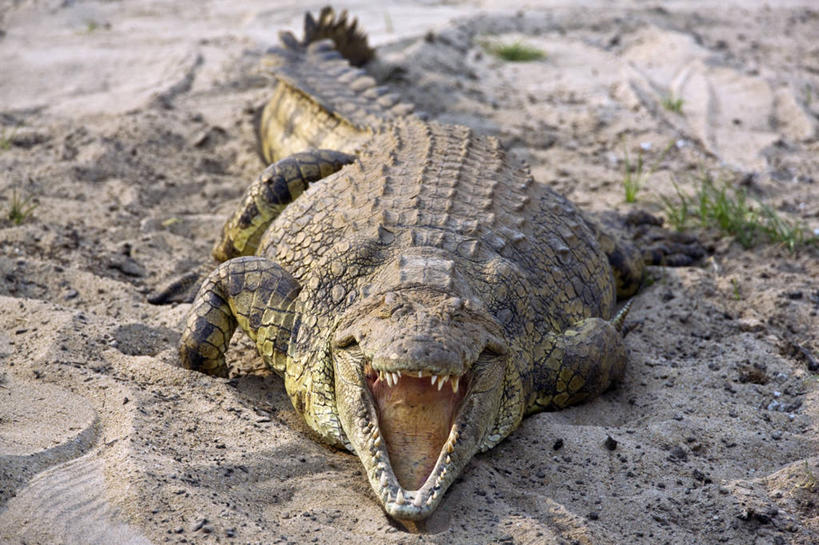 无人,横图,鳄鱼,野生动物,非洲,坦桑尼亚,捕食,洞,河岸,动物,摄影,洞穴,国家公园,尼罗鳄,冬眠,危险,彩图