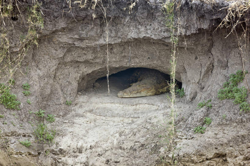 无人,横图,鳄鱼,野生动物,非洲,坦桑尼亚,捕食,洞,河岸,动物,摄影,洞穴,国家公园,尼罗鳄,冬眠,危险,彩图