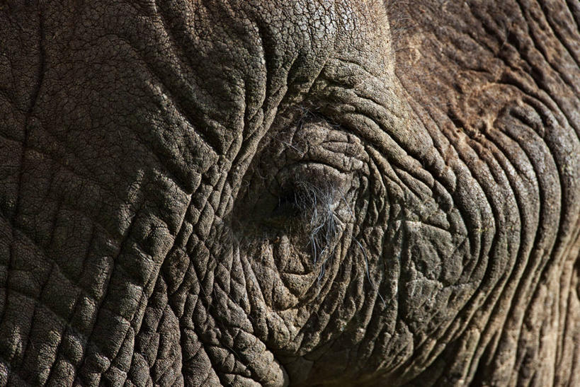 睫毛,皱纹,无人,横图,室外,野生动物,非洲,肯尼亚,非洲象,动物,人体,摄影,东非,象,彩图