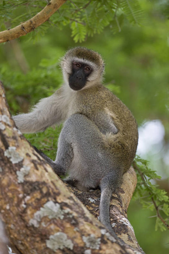 无人,竖图,室外,哺乳动物,野生动物,猴子,非洲,坦桑尼亚,树,动物,摄影,国家公园,灵长目,长尾猴,彩图,动物行为