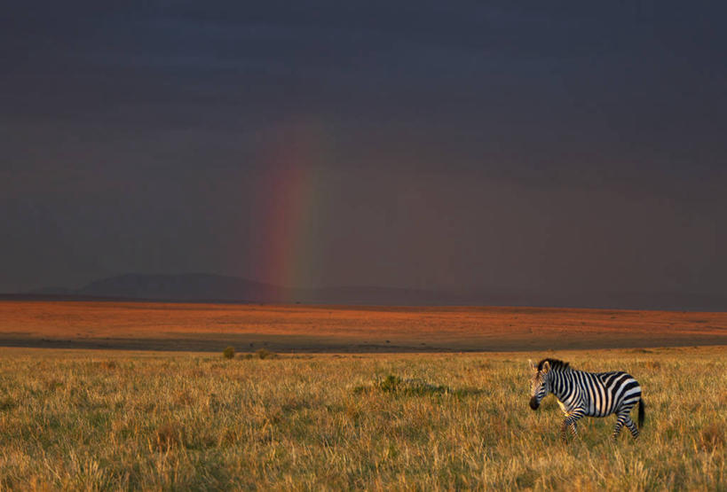 横图,旅游,野生动物,非洲,肯尼亚,行人,游客,游人,路人,旅客,刺激,动物,摄影,黑犀牛,东非,濒危物种,过客,犀牛,彩图,马赛马拉国家保护区