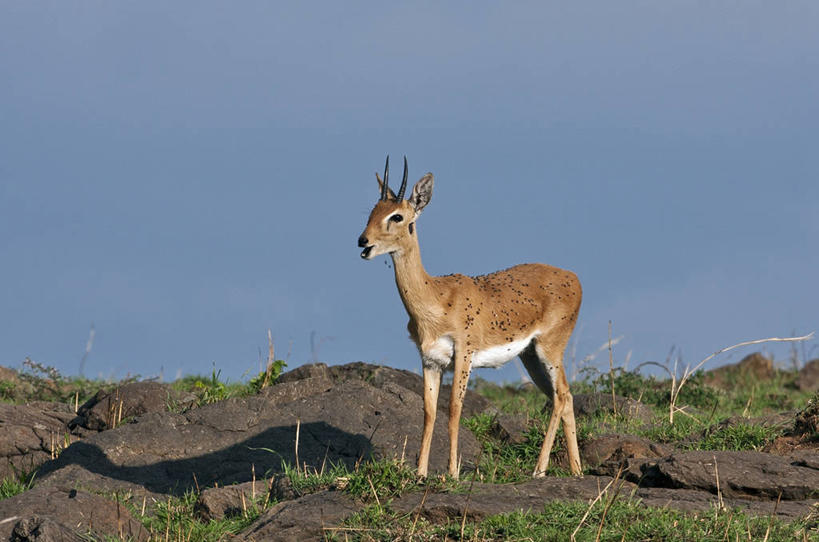 无人,横图,野生动物,非洲,肯尼亚,羚羊,昆虫,动物,摄影,益虫,机敏,东非,彩图,马赛马拉国家保护区