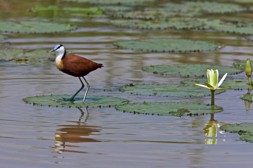 无人,横图,睡莲,野生动物,非洲,肯尼亚,鸟类,摄影,水禽,东非,非洲水雉,彩图,白睡莲,尼扬扎省