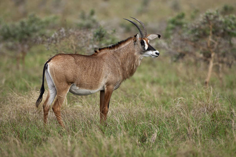 无人,横图,野生动物,非洲,肯尼亚,羚羊,动物,摄影,东非,彩图