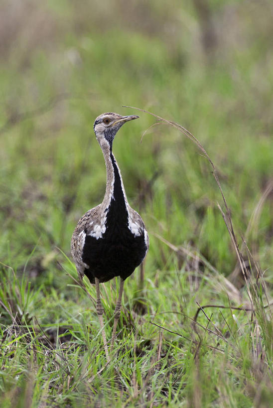 无人,竖图,野生动物,非洲,肯尼亚,摄影,东非,彩图,南非大鸨