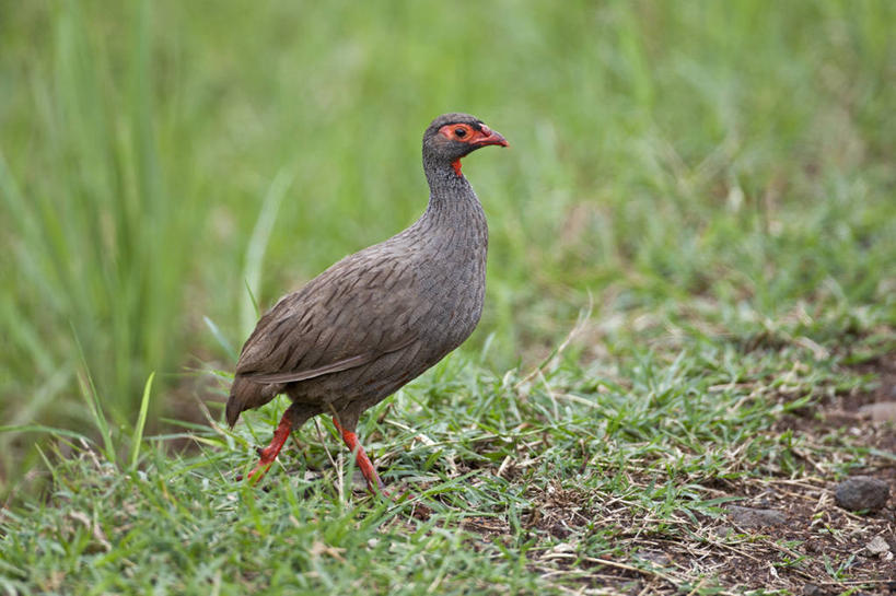 无人,横图,鸟,野生动物,非洲,肯尼亚,鸟类,摄影,东非,彩图