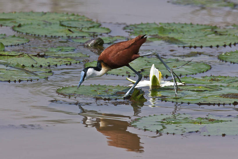 无人,横图,睡莲,野生动物,非洲,肯尼亚,鸟类,摄影,水禽,东非,非洲水雉,彩图,白睡莲,尼扬扎省