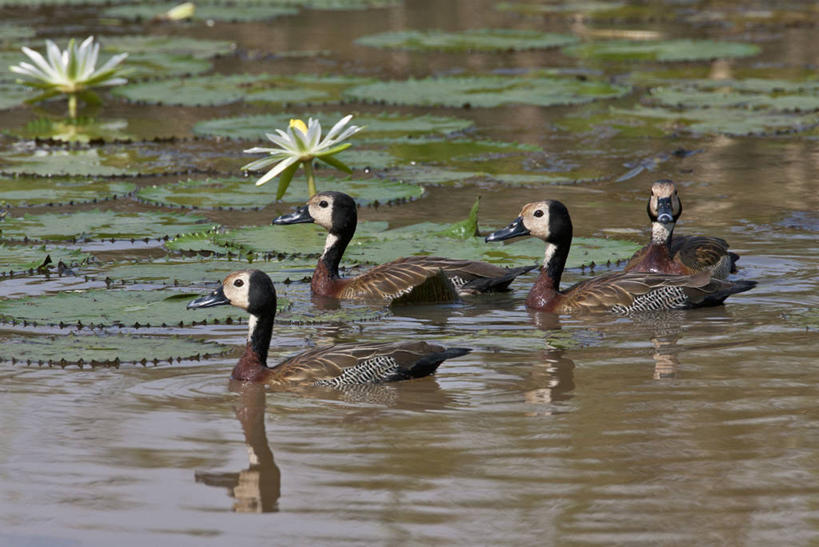 无人,横图,睡莲,野生动物,非洲,肯尼亚,许多,鸟类,鸭子,很多,摄影,水禽,东非,彩图,白睡莲,尼扬扎省
