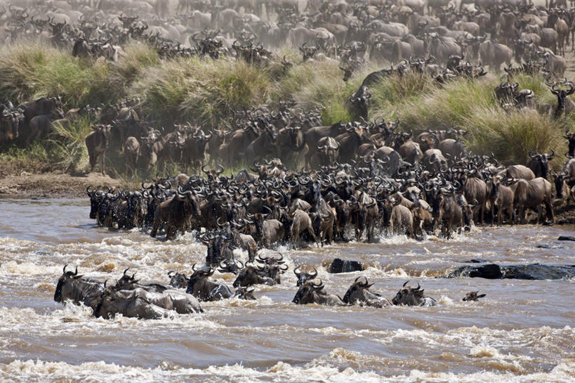 游泳,无人,横图,室外,野生动物,肯尼亚,羚羊,摄影,迁徙,非洲大羚,彩图,马赛马拉国家保护区