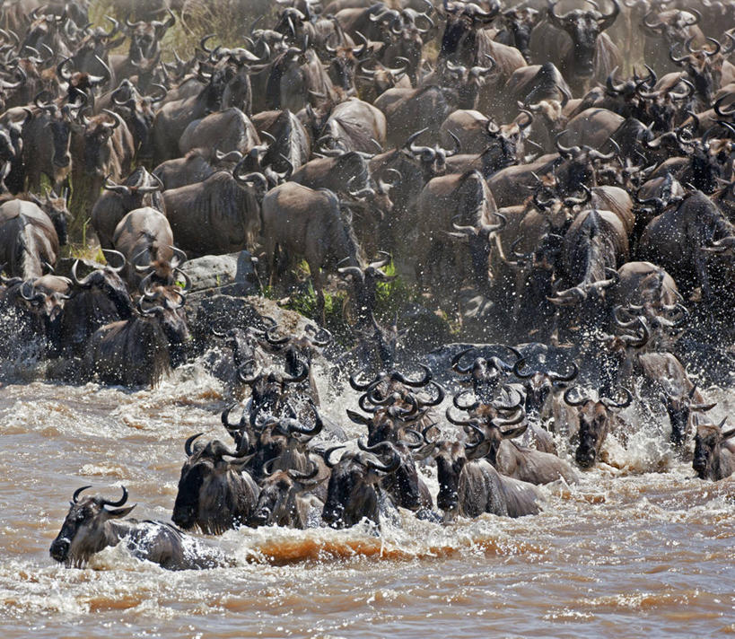 游泳,无人,横图,室外,野生动物,肯尼亚,羚羊,摄影,迁徙,非洲大羚,彩图,马赛马拉国家保护区
