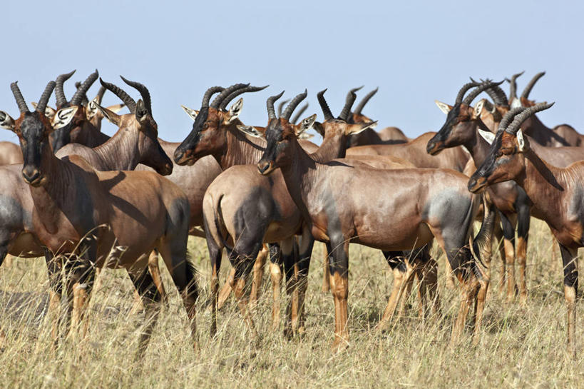 无人,横图,野生动物,肯尼亚,羚羊,草,摄影,转角牛羚,彩图,马赛马拉国家保护区