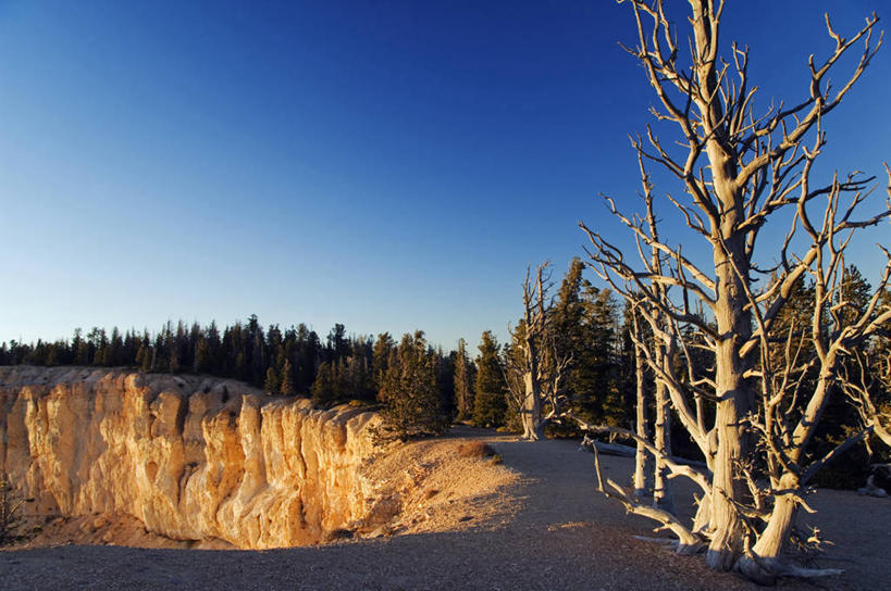 无人,横图,室外,日落,树林,松树,美国,堆积,木制,地形,树,蓝色,风景,天空,自然,黄昏,摄影,风化,考古学,北美,国家公园,岩层,犹他,布莱斯峡谷国家公园,松木,石灰石,地质学,狐尾松,风蚀,石化,风蚀地貌,岩石层,岩石,彩图