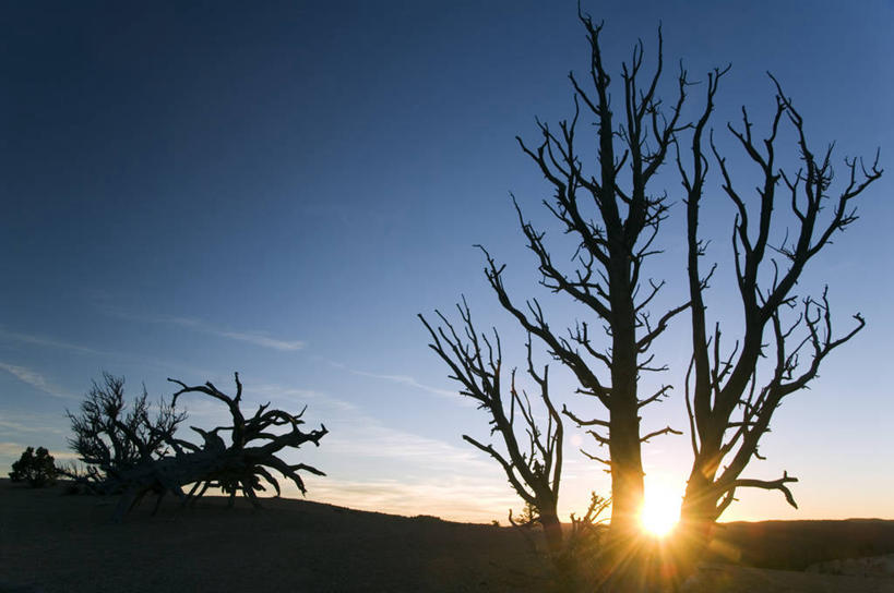 无人,横图,室外,日落,松树,美国,堆积,地形,悬崖,树,风景,自然,黄昏,摄影,风化,考古学,北美,国家公园,剪影,犹他,布莱斯峡谷国家公园,松木,狐尾松,风蚀,石化,风蚀地貌,岩石层,岩石,彩图