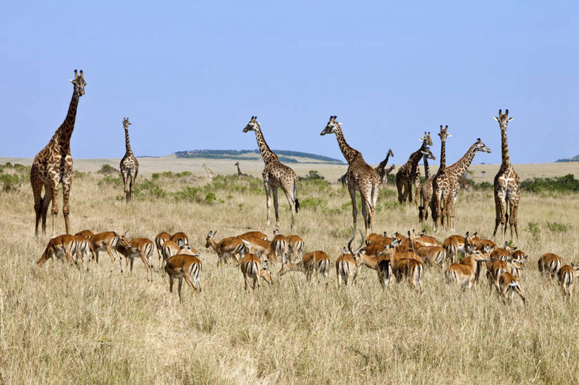 无人,横图,长颈鹿,野生动物,肯尼亚,摄影,黑斑羚,马赛长颈鹿,彩图,马赛马拉国家保护区