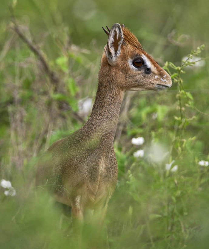无人,横图,野生动物,蜥蜴,肯尼亚,动物,摄影,石龙子,泉龙,猪婆蛇,四脚蛇,蜴,白蚁,巨蜥,彩图