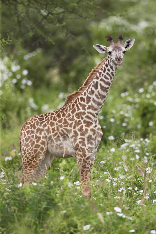 无人,横图,野生动物,蜥蜴,肯尼亚,动物,摄影,石龙子,泉龙,猪婆蛇,四脚蛇,蜴,白蚁,巨蜥,彩图