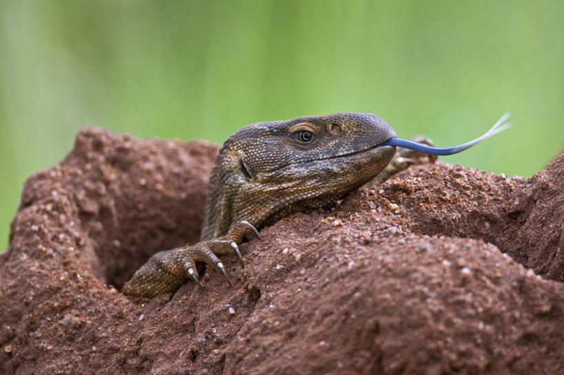 无人,横图,野生动物,蜥蜴,肯尼亚,动物,摄影,石龙子,泉龙,猪婆蛇,四脚蛇,蜴,白蚁,巨蜥,彩图