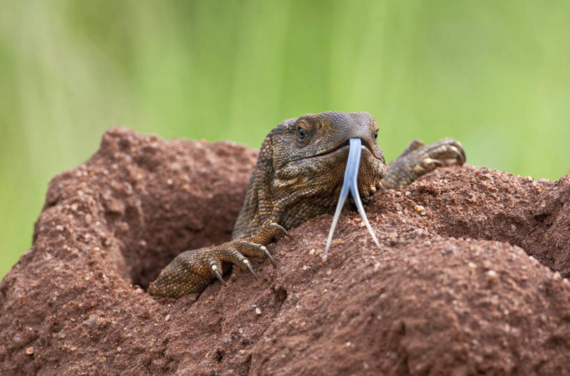 无人,横图,野生动物,蜥蜴,肯尼亚,动物,摄影,石龙子,泉龙,猪婆蛇,四脚蛇,蜴,白蚁,巨蜥,彩图