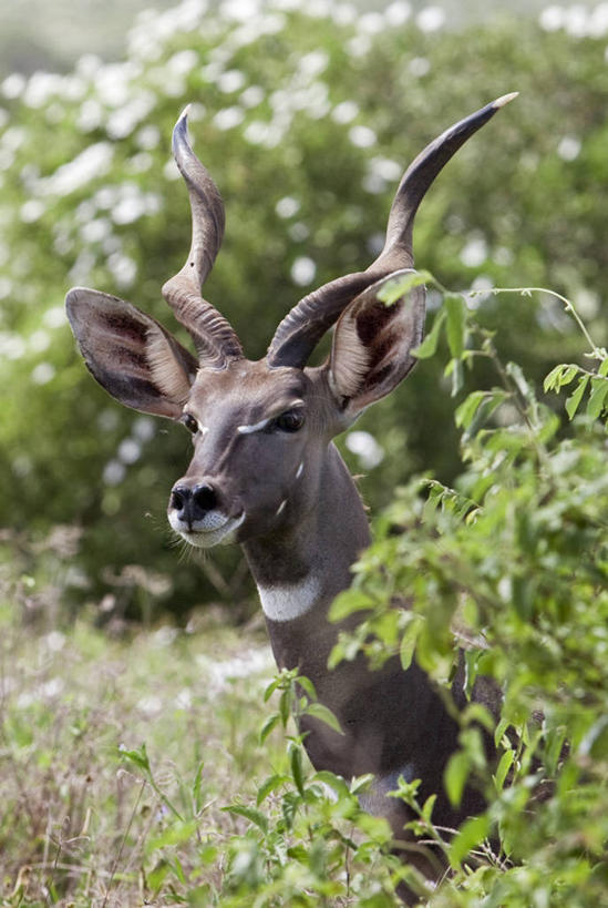 无人,竖图,室外,鸟,野生动物,肯尼亚,鸟类,动物,可爱,摄影,活泼,八哥,鸲鹆,金合欢树,彩图