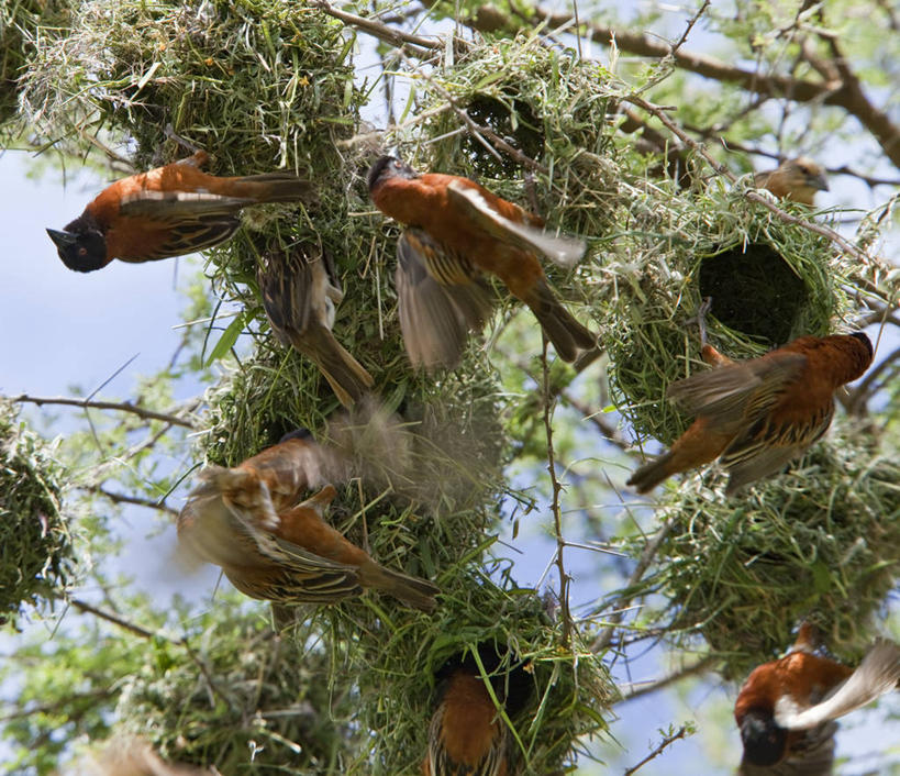 无人,竖图,室外,鸟,野生动物,肯尼亚,鸟类,动物,可爱,摄影,活泼,八哥,鸲鹆,金合欢树,彩图