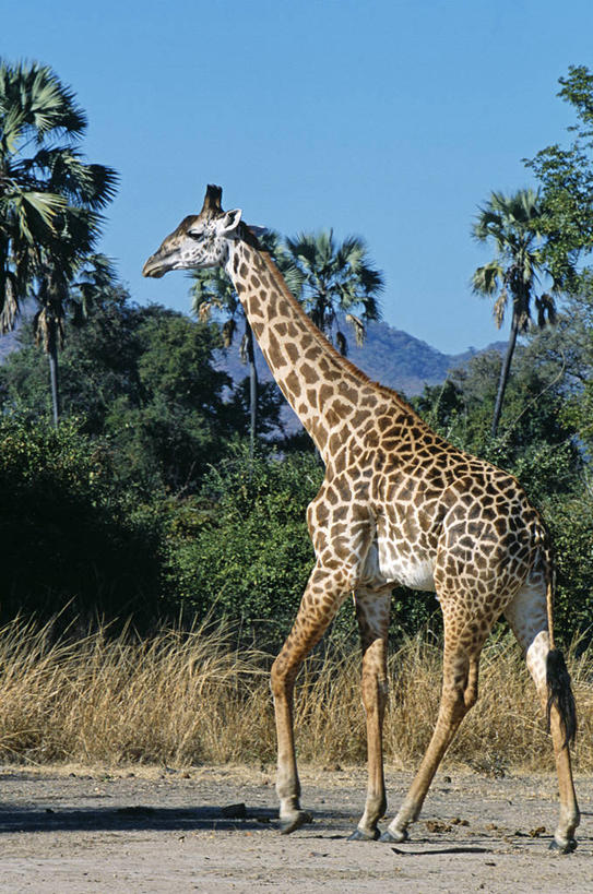 无人,竖图,室外,哺乳动物,长颈鹿,野生动物,非洲,赞比亚,动物,摄影,国家公园,彩图,南卢安瓜国家公园