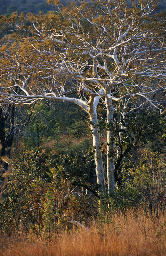 划船,一个人,渔夫,横图,室外,河流,水,船,非洲,赞比亚,杆,花,摄影,荡舟,彩图,钓鱼