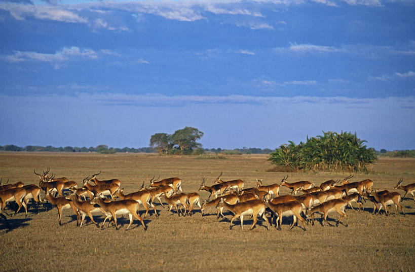 划船,一个人,渔夫,横图,室外,河流,水,船,非洲,赞比亚,杆,花,摄影,荡舟,彩图,钓鱼