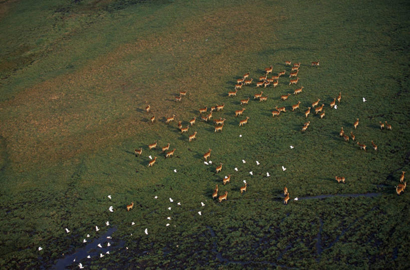 无人,横图,室外,野生动物,非洲,赞比亚,鹤,鸟类,自然,摄影,考古学,国家公园,野生动物保护区,卡富埃国家公园,自然保护区,彩图