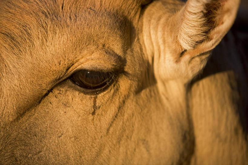 西方人,无人,横图,特写,哺乳动物,牛,野生动物,欧洲,非洲,纳米比亚,黑人,欧洲人,羚羊,动物,摄影,宁静,达马拉兰,大羚羊,非洲人,彩图