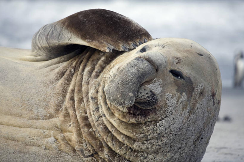 无人,竖图,室外,海洋,鹅,野生动物,羽毛,鸟类,自然,动物,大西洋,平衡,摄影,福克兰群岛,海狮岛,海滩,彩图,旅行,棕头草雁