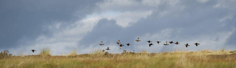 无人,横图,全景,射击,野生动物,英国,英格兰,摄影,考古学,约克郡,红松鸡,彩图