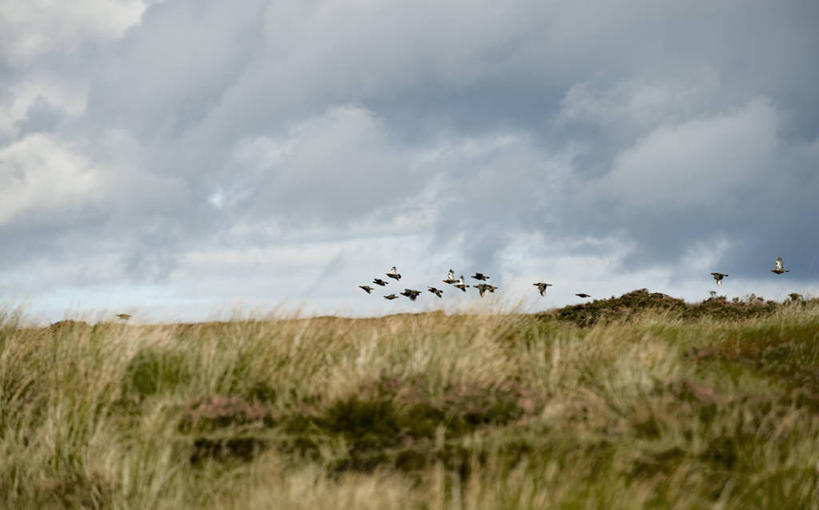无人,横图,射击,野生动物,英国,英格兰,摄影,考古学,约克郡,红松鸡,彩图
