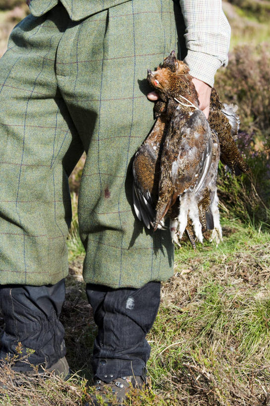 无人,横图,射击,英国,英格兰,猎枪,摄影,约克郡,红松鸡,彩图