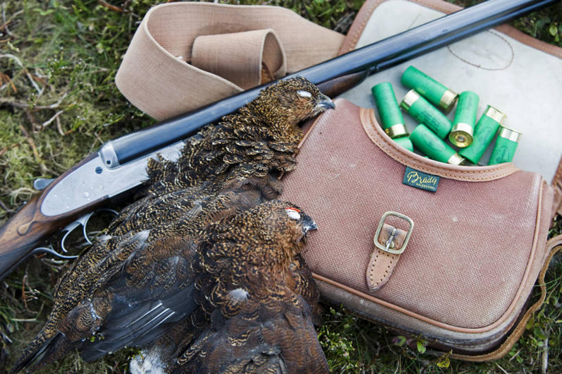 无人,横图,射击,英国,英格兰,猎枪,摄影,约克郡,红松鸡,彩图