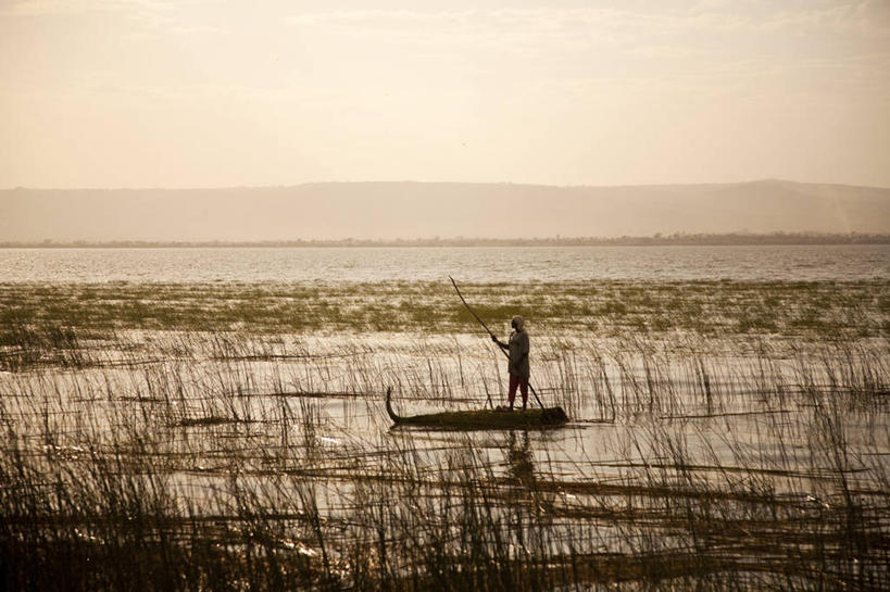 无人,横图,室外,水,翠鸟,野生动物,非洲,埃塞俄比亚,鸟类,蓝色,自然,动物,摄影,观看,钓竿,彩图,钓鱼