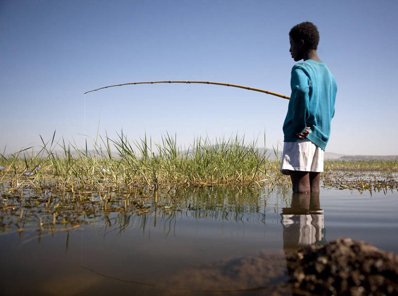 无人,横图,室外,水,翠鸟,野生动物,非洲,埃塞俄比亚,鸟类,蓝色,自然,动物,摄影,观看,钓竿,彩图,钓鱼