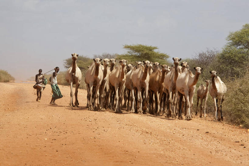 成年人,人群,横图,沙漠,路,非洲,埃塞俄比亚,泥土,骆驼,红色,摄影,牲畜,干的,单峰骆驼,男人,步行,彩图