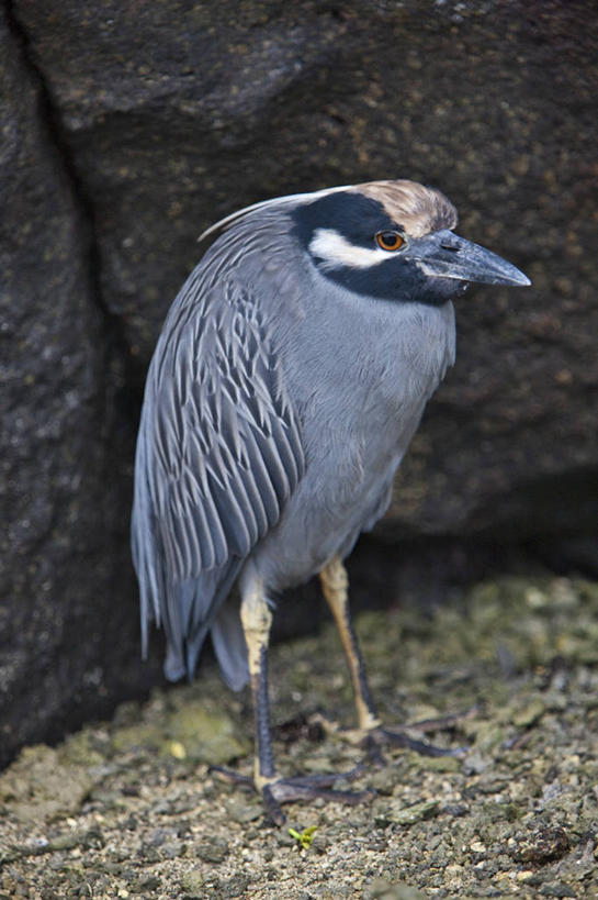 无人,横图,海鸟,鸟,野生动物,厄瓜多尔,鸟类,自然,动物,南美,摄影,观看,拉丁美洲,交配,加拉帕戈斯群岛,鲣鸟,结巴鸟,蓝脚鲣鸟,北西摩岛,美国人,彩图,旅行,动物行为