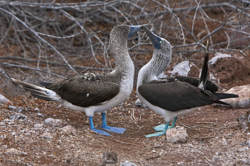 无人,横图,海鸟,鸟,野生动物,厄瓜多尔,鸟类,自然,动物,南美,摄影,观看,拉丁美洲,交配,加拉帕戈斯群岛,鲣鸟,结巴鸟,蓝脚鲣鸟,北西摩岛,美国人,彩图,旅行,动物行为