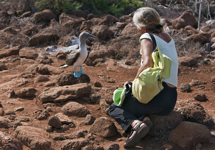 一个人,横图,旅游,通讯,海鸟,鸟,野生动物,厄瓜多尔,行人,游客,游人,鸟类,路人,旅客,自然,动物,南美,摄影,观看,拉丁美洲,拜访,加拉帕戈斯群岛,鲣鸟,结巴鸟,过客,蓝脚鲣鸟,北西摩岛,美国人,彩图,旅行