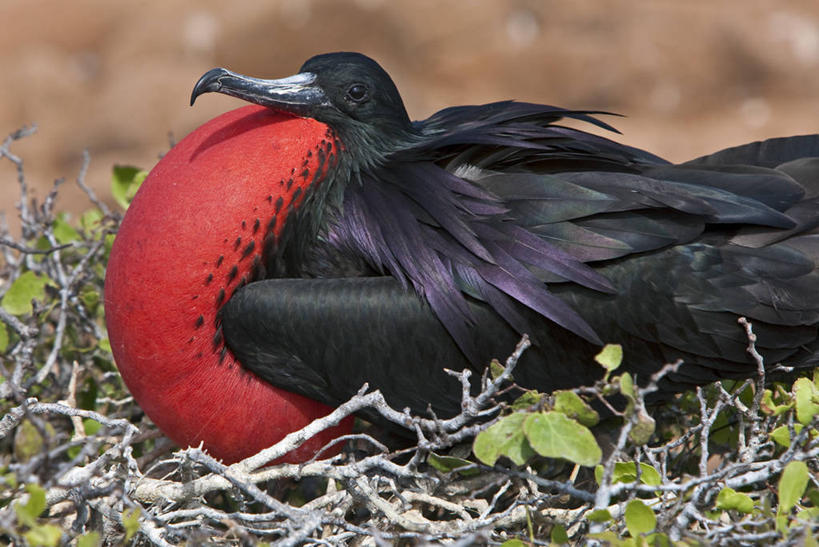 无人,横图,野生动物,蜥蜴,厄瓜多尔,鬣蜥,自然,动物,南美,摄影,巨大,庞大,观看,拉丁美洲,石龙子,泉龙,猪婆蛇,四脚蛇,蜴,加拉帕戈斯群岛,宏大,硕大,伟大,陆鬣蜥,史前时代,北西摩岛,美国人,彩图,旅行