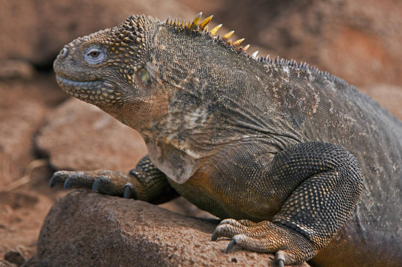 无人,横图,野生动物,蜥蜴,厄瓜多尔,鬣蜥,自然,动物,南美,摄影,巨大,庞大,观看,拉丁美洲,石龙子,泉龙,猪婆蛇,四脚蛇,蜴,加拉帕戈斯群岛,宏大,硕大,伟大,陆鬣蜥,史前时代,北西摩岛,美国人,彩图,旅行