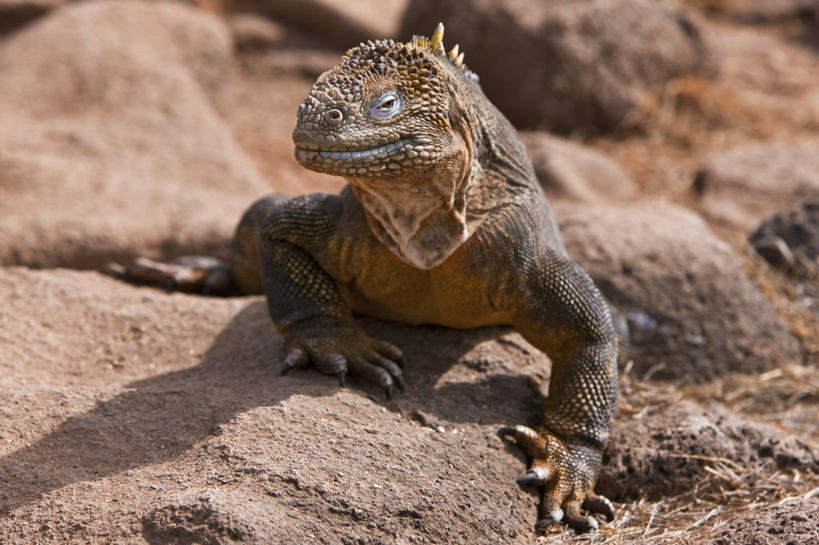 无人,横图,野生动物,蜥蜴,厄瓜多尔,鬣蜥,自然,动物,南美,摄影,巨大,庞大,观看,拉丁美洲,石龙子,泉龙,猪婆蛇,四脚蛇,蜴,加拉帕戈斯群岛,宏大,硕大,伟大,陆鬣蜥,史前时代,北西摩岛,美国人,彩图,旅行