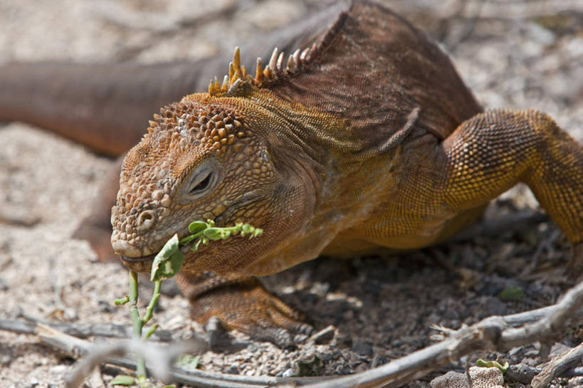 无人,横图,野生动物,蜥蜴,厄瓜多尔,鬣蜥,自然,动物,南美,摄影,巨大,庞大,观看,拉丁美洲,石龙子,泉龙,猪婆蛇,四脚蛇,蜴,加拉帕戈斯群岛,宏大,硕大,伟大,陆鬣蜥,史前时代,北西摩岛,美国人,彩图,旅行