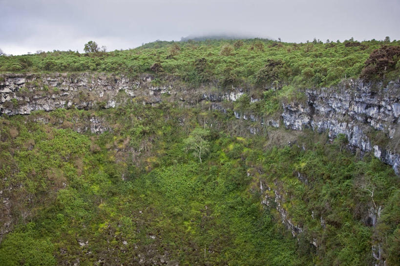 无人,横图,室外,野生动物,厄瓜多尔,火山口,树,自然,南美,摄影,拉丁美洲,常绿树,加拉帕戈斯群岛,圣克鲁斯岛,美国人,彩图,旅行,雨林