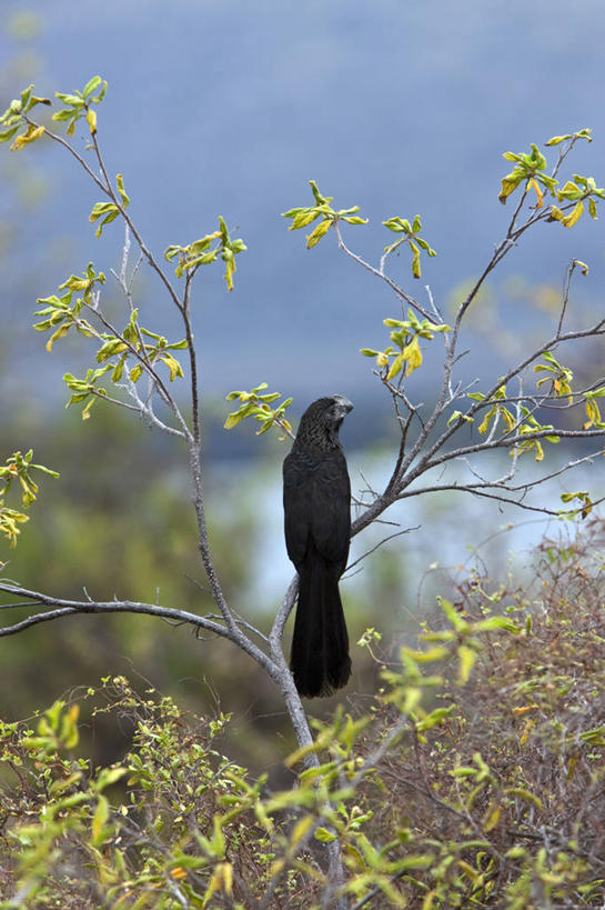 无人,竖图,野生动物,巴西,萨尔瓦多,厄瓜多尔,鸟类,自然,动物,南美,摄影,观看,南美洲,拉丁美洲,美洲,巴西联邦共和国,首府,亚美利加洲,南亚美利加洲,巴伊亚,巴伊亚州,加拉帕戈斯群岛,美国人,彩图,旅行,滑嘴犀鹃